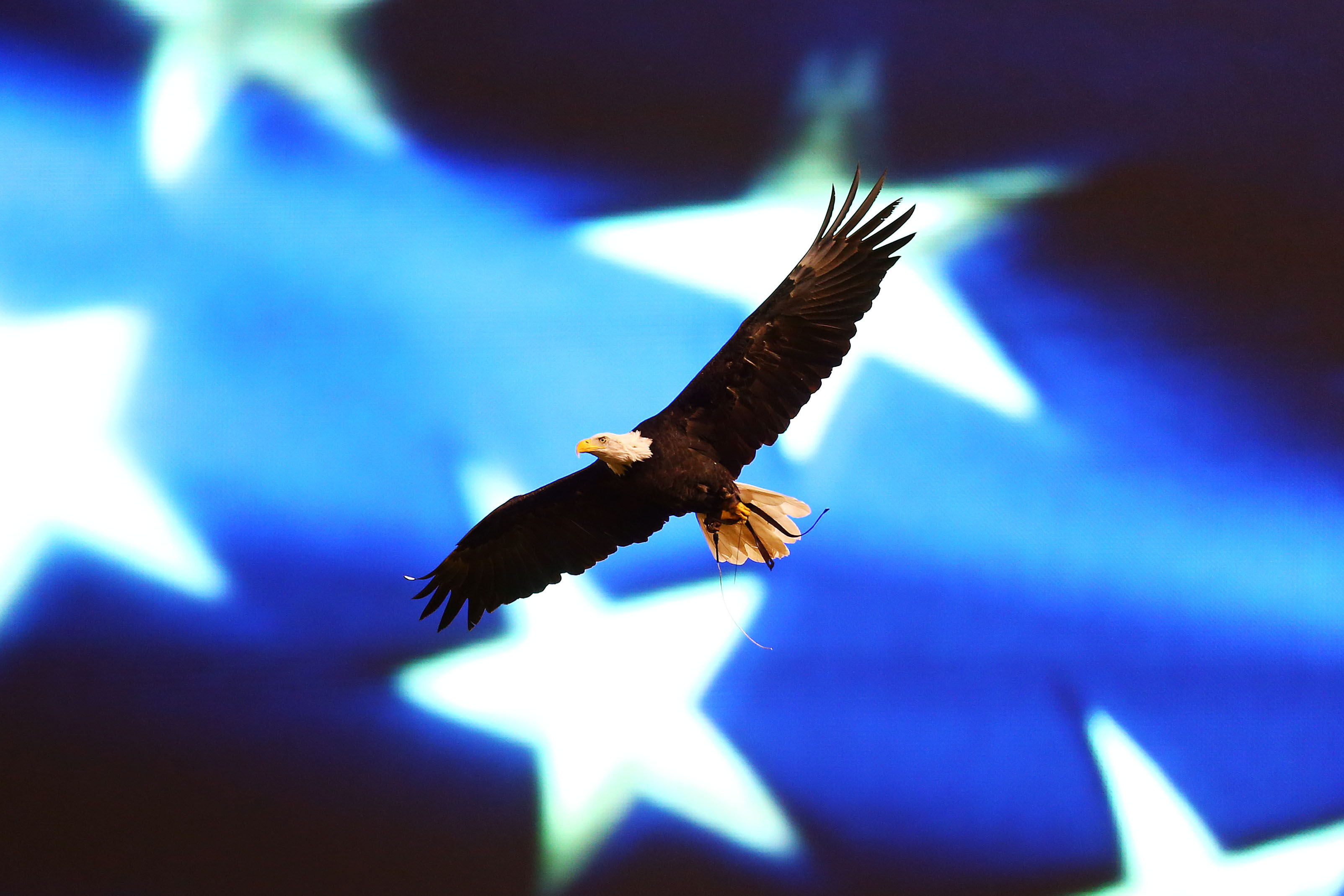 bald eagle america