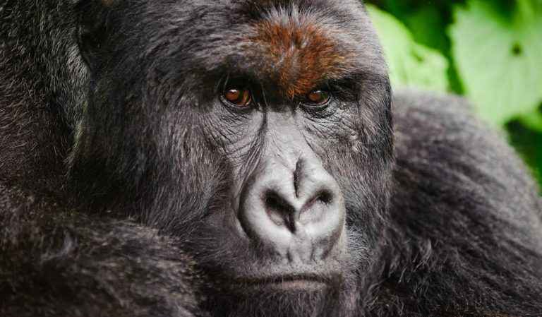 Sad News: A Gorilla Is Shot Dead At Cincinnati Zoo After Toddler Climbs Into Enclosure