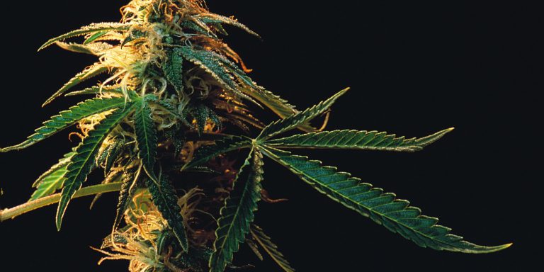 Marijuana May Alleviate America’s Opioid Crisis, New Study Suggests