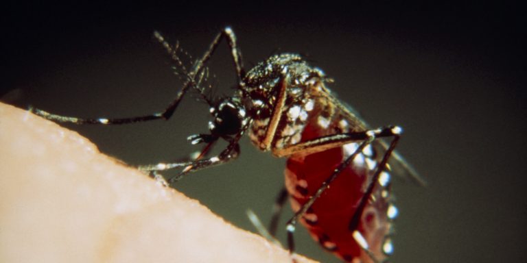 CDC Issues Travel Warning For Brownsville, Texas After Five Local Zika Cases Emerge